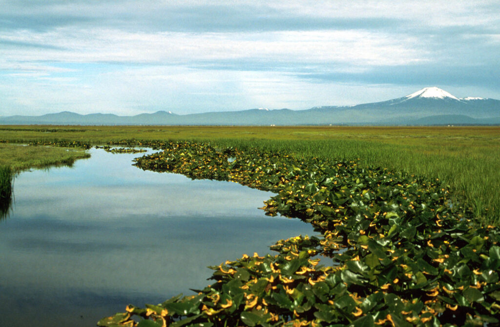 AquaSource водорасли, Суперхрана* от природата 7 akvasorsLower Klamath Lake marsh